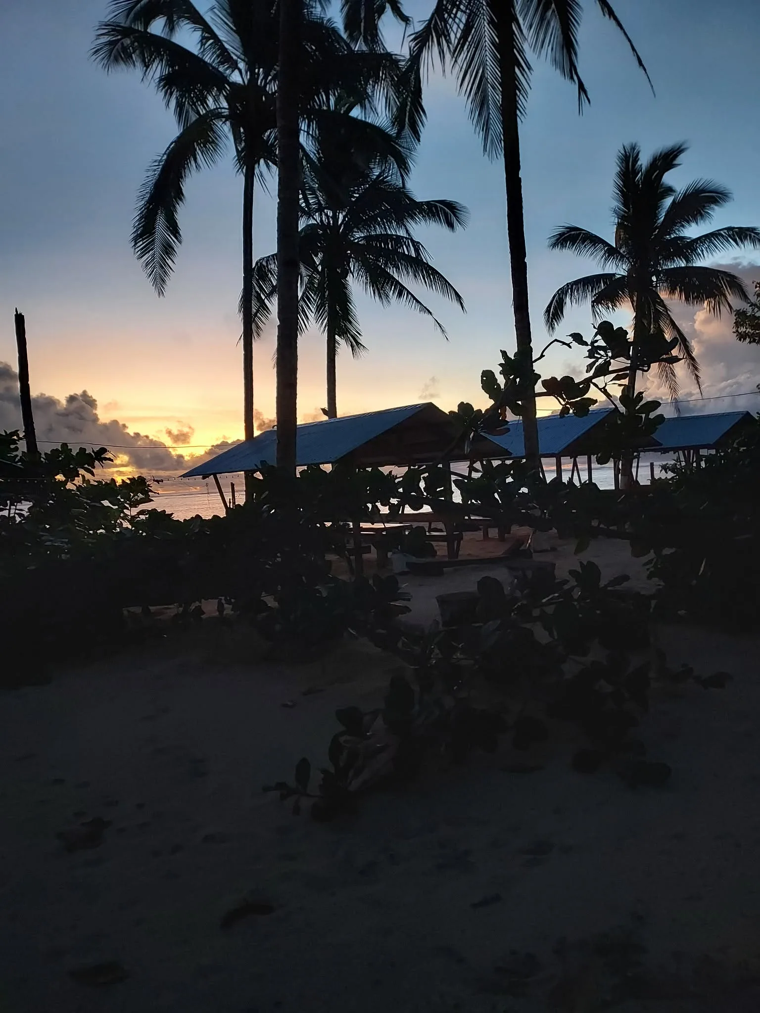 Alegria Beach palm silhouettes at sunset